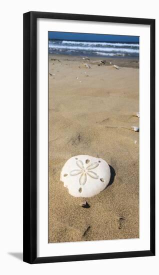 Sand Dollar Beach, Magdalena Island, Baja, Mexico. Single sand dollar on the beach.-Janet Muir-Framed Photographic Print