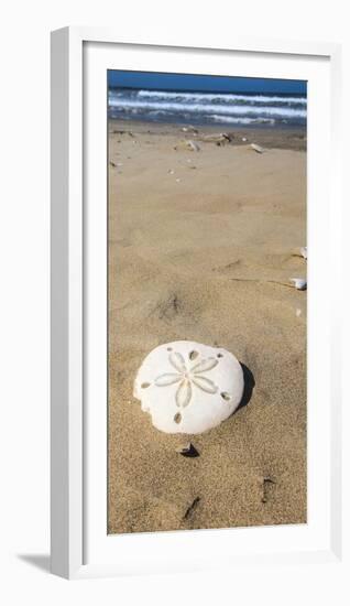 Sand Dollar Beach, Magdalena Island, Baja, Mexico. Single sand dollar on the beach.-Janet Muir-Framed Photographic Print