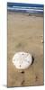 Sand Dollar Beach, Magdalena Island, Baja, Mexico. Single sand dollar on the beach.-Janet Muir-Mounted Photographic Print