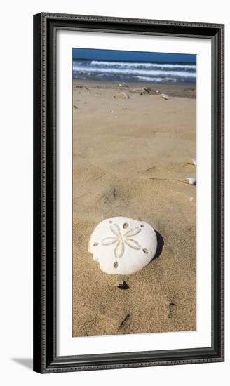 Sand Dollar Beach, Magdalena Island, Baja, Mexico. Single sand dollar on the beach.-Janet Muir-Framed Photographic Print