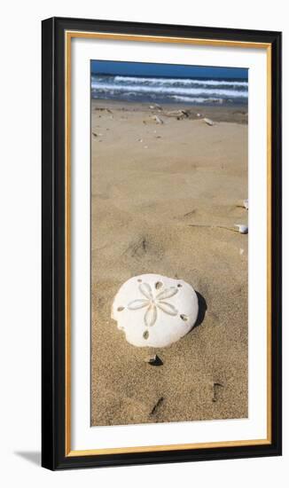 Sand Dollar Beach, Magdalena Island, Baja, Mexico. Single sand dollar on the beach.-Janet Muir-Framed Photographic Print