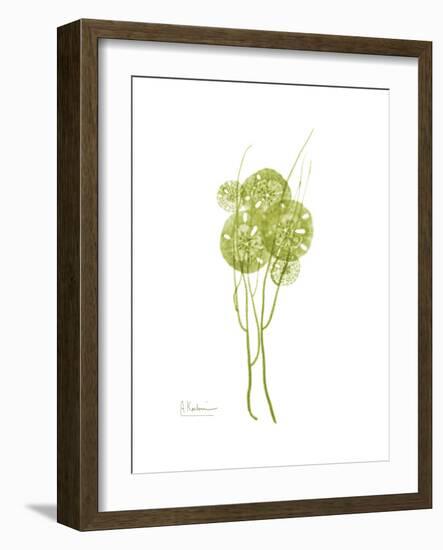Sand Dollar Bloom-Albert Koetsier-Framed Premium Giclee Print