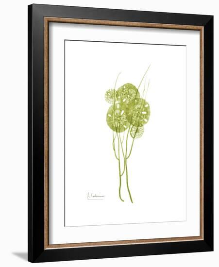 Sand Dollar Bloom-Albert Koetsier-Framed Premium Giclee Print