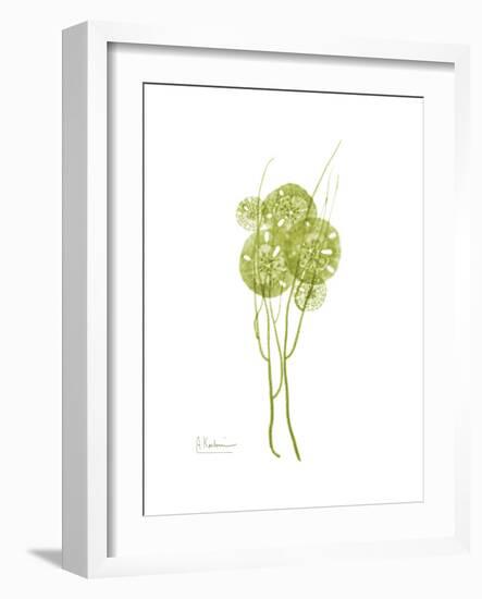 Sand Dollar Bloom-Albert Koetsier-Framed Premium Giclee Print