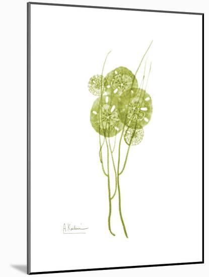 Sand Dollar Bloom-Albert Koetsier-Mounted Premium Giclee Print
