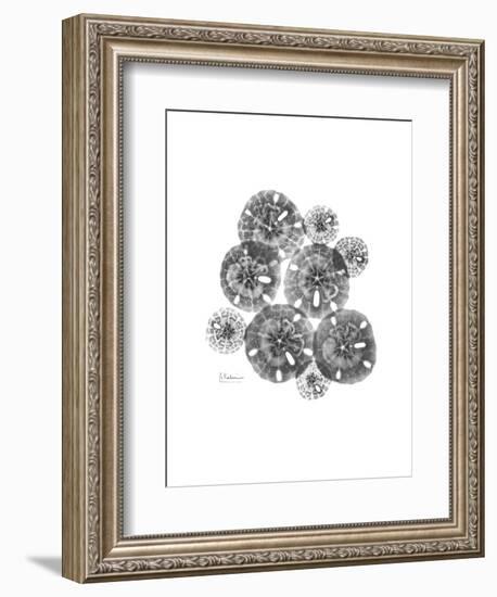 Sand Dollar Collage-Albert Koetsier-Framed Premium Giclee Print