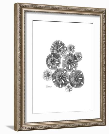 Sand Dollar Collage-Albert Koetsier-Framed Premium Giclee Print