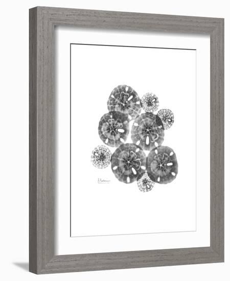 Sand Dollar Collage-Albert Koetsier-Framed Premium Giclee Print