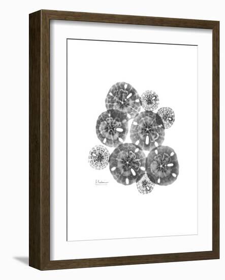 Sand Dollar Collage-Albert Koetsier-Framed Premium Giclee Print