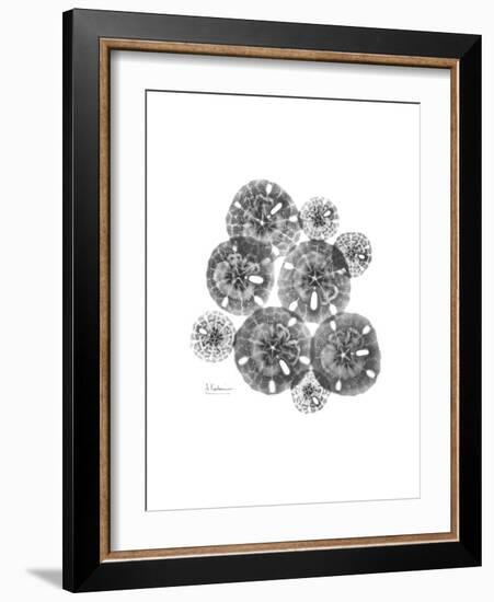 Sand Dollar Collage-Albert Koetsier-Framed Premium Giclee Print