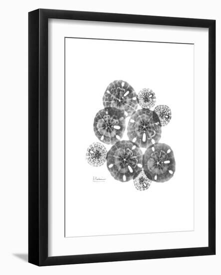 Sand Dollar Collage-Albert Koetsier-Framed Premium Giclee Print