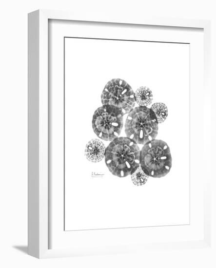 Sand Dollar Collage-Albert Koetsier-Framed Premium Giclee Print