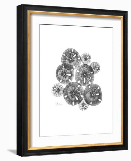 Sand Dollar Collage-Albert Koetsier-Framed Premium Giclee Print