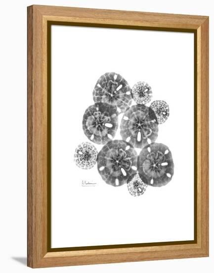 Sand Dollar Collage-Albert Koetsier-Framed Stretched Canvas