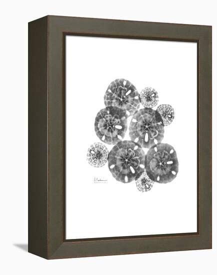 Sand Dollar Collage-Albert Koetsier-Framed Stretched Canvas