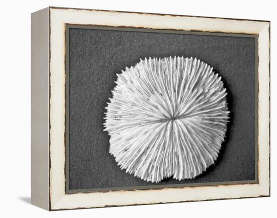 Sand Dollar I-Jairo Rodriguez-Framed Premier Image Canvas