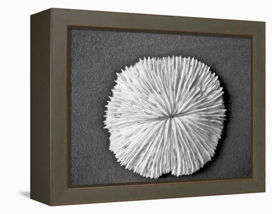 Sand Dollar I-Jairo Rodriguez-Framed Premier Image Canvas