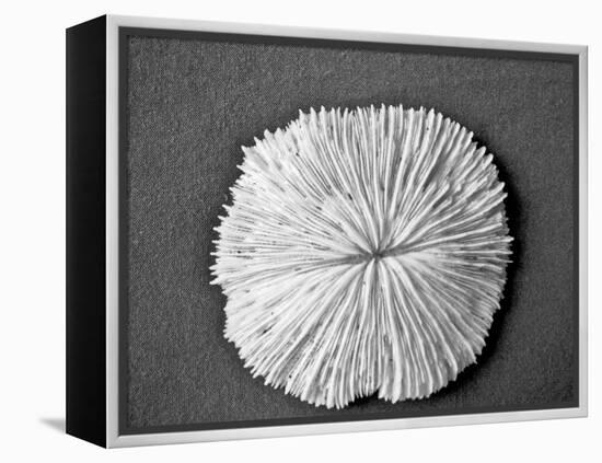 Sand Dollar I-Jairo Rodriguez-Framed Premier Image Canvas