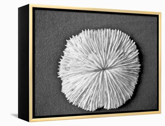 Sand Dollar I-Jairo Rodriguez-Framed Premier Image Canvas