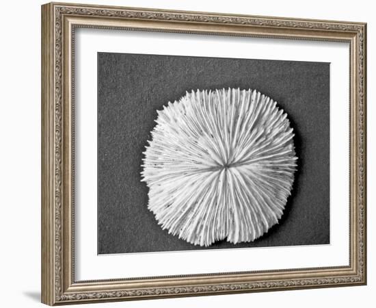 Sand Dollar I-Jairo Rodriguez-Framed Photographic Print