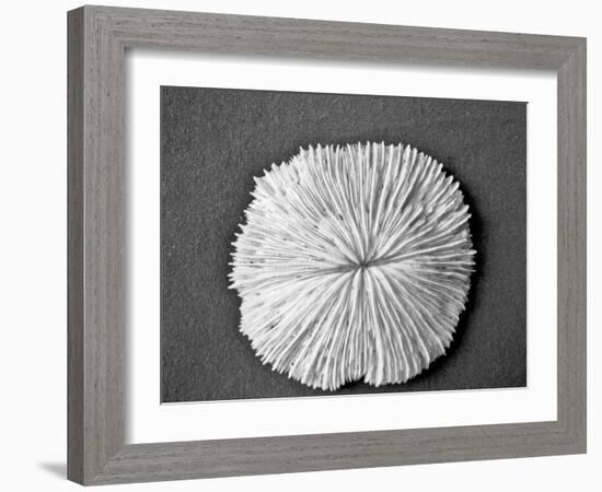 Sand Dollar I-Jairo Rodriguez-Framed Photographic Print