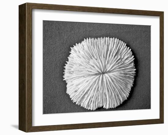 Sand Dollar I-Jairo Rodriguez-Framed Photographic Print