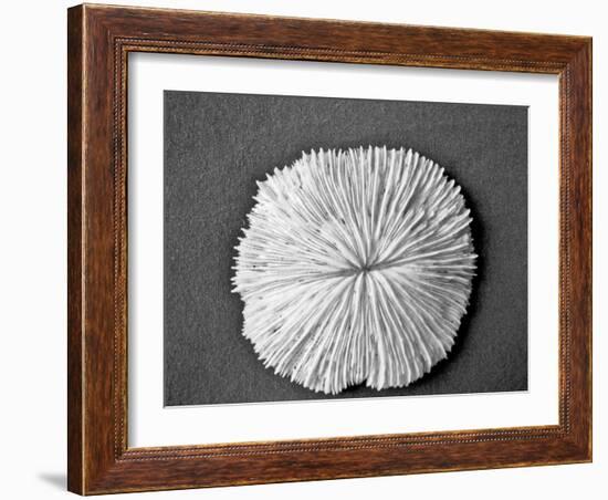 Sand Dollar I-Jairo Rodriguez-Framed Photographic Print