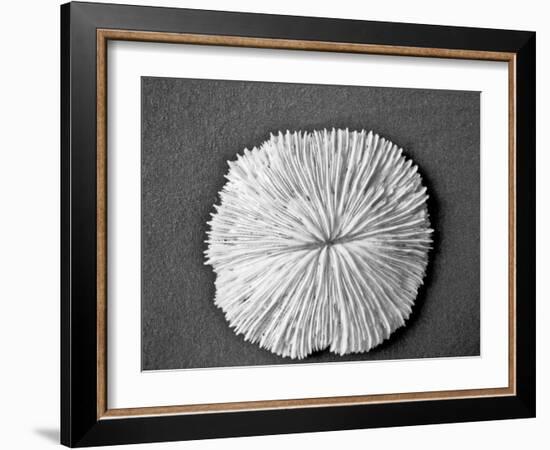 Sand Dollar I-Jairo Rodriguez-Framed Photographic Print