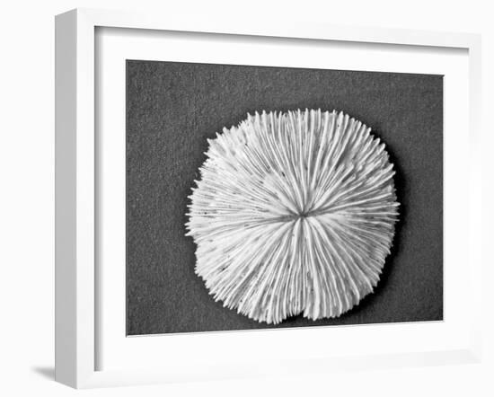 Sand Dollar I-Jairo Rodriguez-Framed Photographic Print