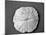 Sand Dollar I-Jairo Rodriguez-Mounted Photographic Print