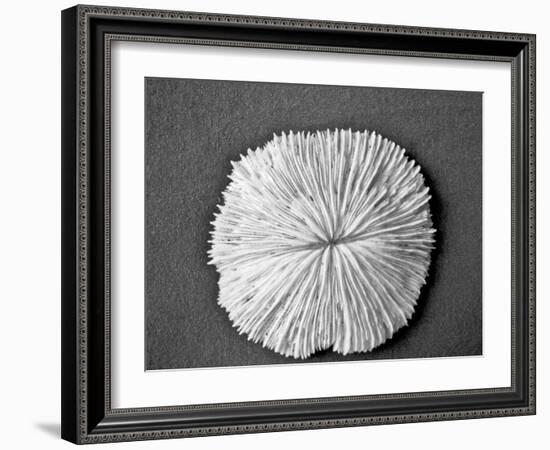 Sand Dollar I-Jairo Rodriguez-Framed Photographic Print