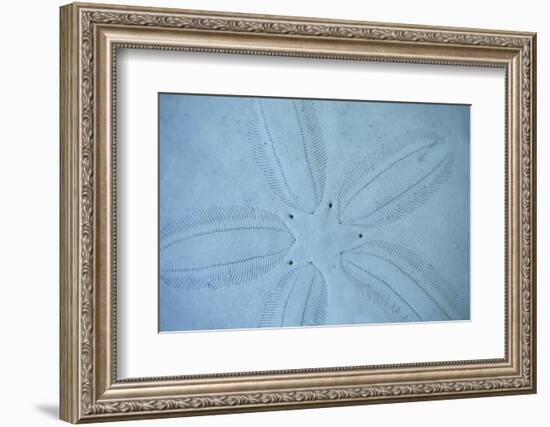 Sand Dollar I-Karyn Millet-Framed Photographic Print