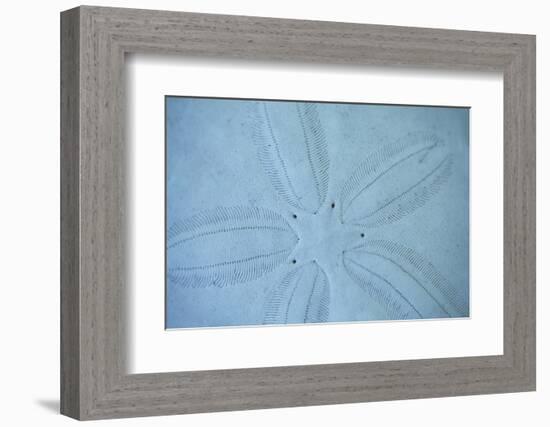 Sand Dollar I-Karyn Millet-Framed Photographic Print