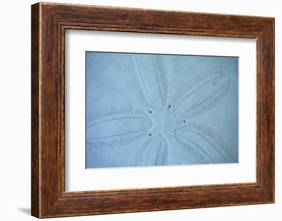 Sand Dollar I-Karyn Millet-Framed Photographic Print