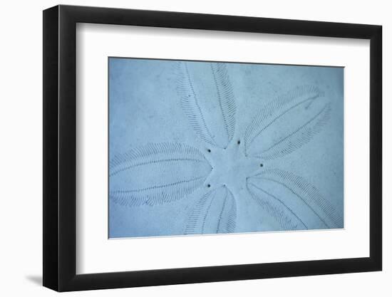 Sand Dollar I-Karyn Millet-Framed Photographic Print