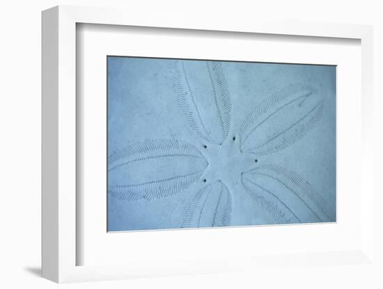 Sand Dollar I-Karyn Millet-Framed Photographic Print