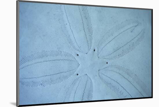 Sand Dollar I-Karyn Millet-Mounted Photographic Print