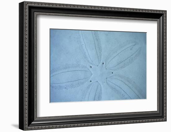 Sand Dollar I-Karyn Millet-Framed Photographic Print