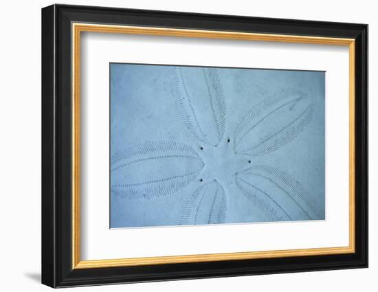 Sand Dollar I-Karyn Millet-Framed Photographic Print