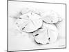 Sand Dollar I-Lanie Loreth-Mounted Art Print