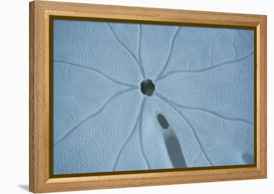 Sand Dollar II-Karyn Millet-Framed Premier Image Canvas