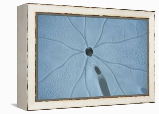 Sand Dollar II-Karyn Millet-Framed Premier Image Canvas