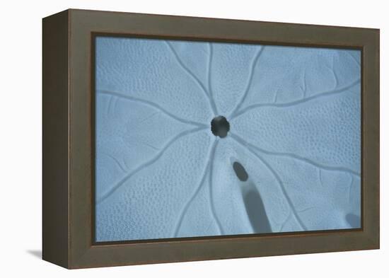 Sand Dollar II-Karyn Millet-Framed Premier Image Canvas