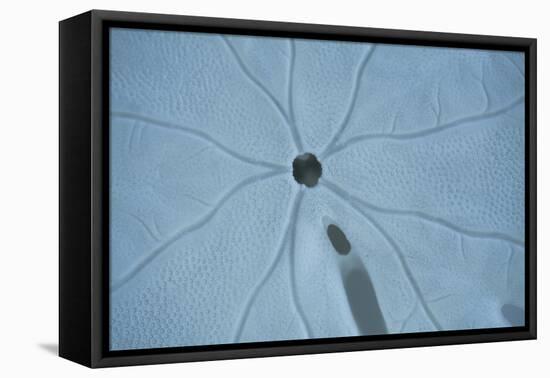 Sand Dollar II-Karyn Millet-Framed Premier Image Canvas