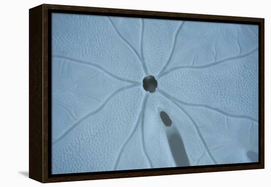 Sand Dollar II-Karyn Millet-Framed Premier Image Canvas