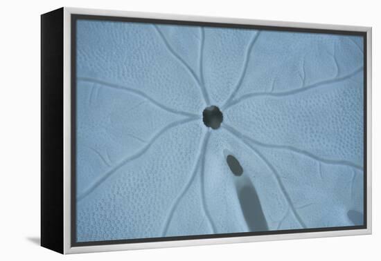 Sand Dollar II-Karyn Millet-Framed Premier Image Canvas