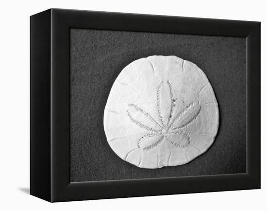 Sand Dollar II-Jairo Rodriguez-Framed Premier Image Canvas