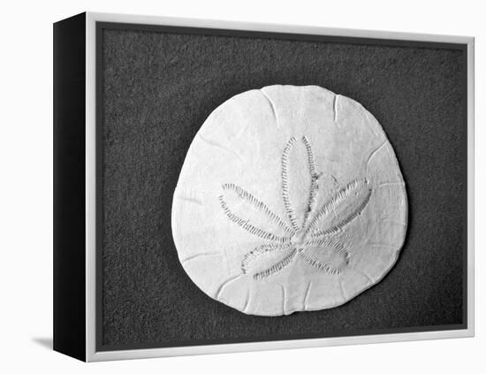 Sand Dollar II-Jairo Rodriguez-Framed Premier Image Canvas