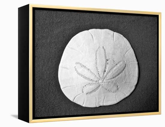 Sand Dollar II-Jairo Rodriguez-Framed Premier Image Canvas