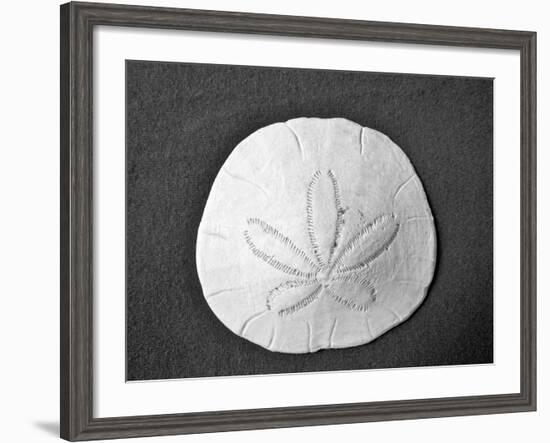 Sand Dollar II-Jairo Rodriguez-Framed Photographic Print